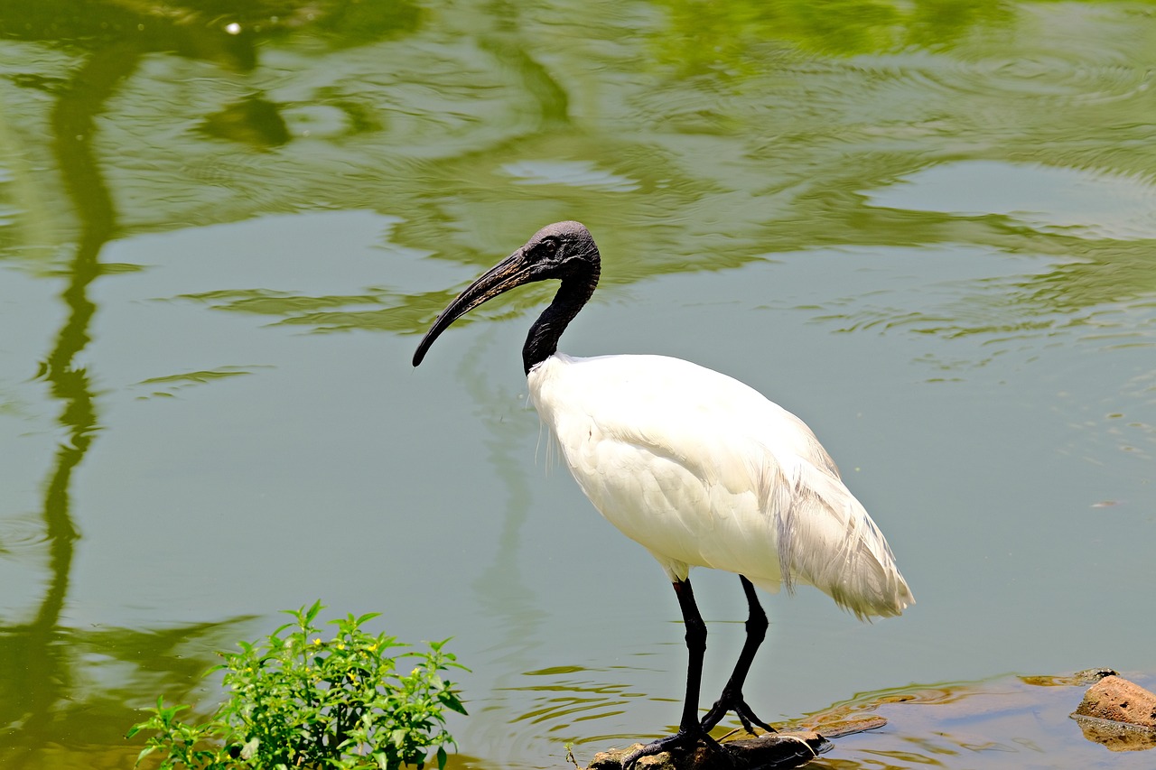 Les animaux invasifs